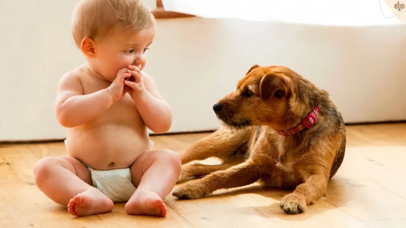 Aufsichtspflicht bei Kind mit Hund: Seltsamer Fall in Gelsenkirchen