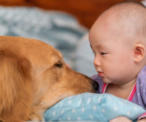 Hund und Baby entspannt miteinander