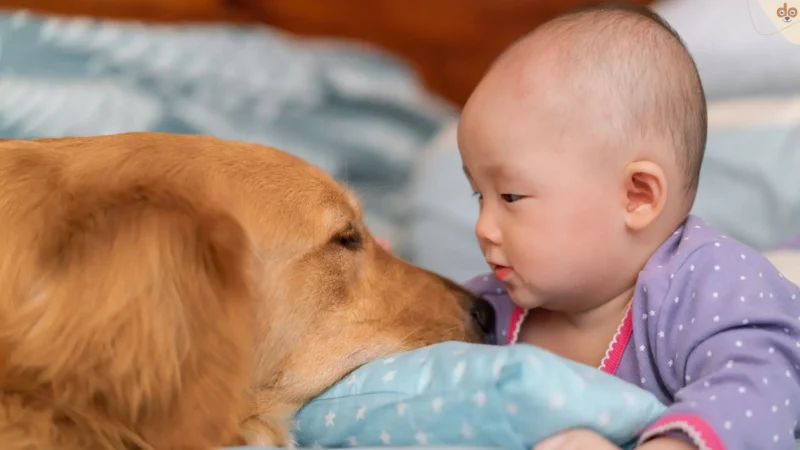 Tipps fürs harmonische Miteinander von Hund und Baby