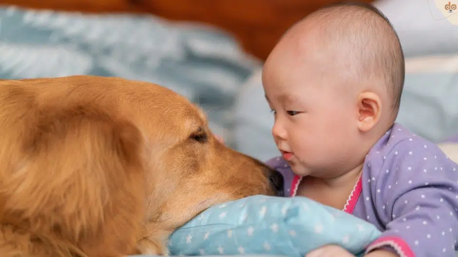 Hund und Baby entspannt miteinander