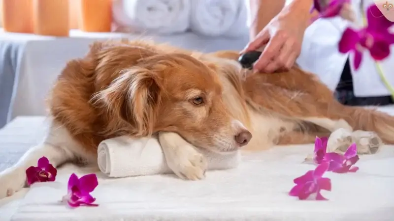 Massage
