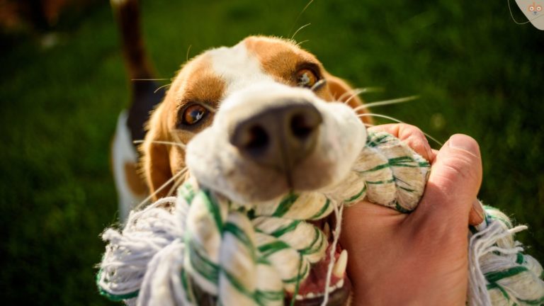 Hund bringt Strick zum ziehen