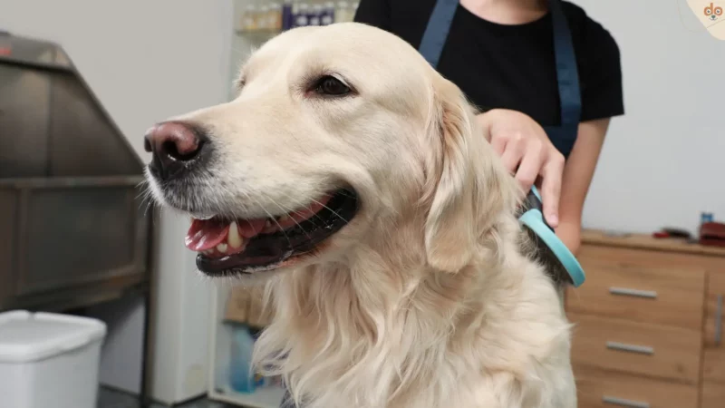 Deinen Hund richtig bürsten: FAQ zur tierischen Fellpflege
