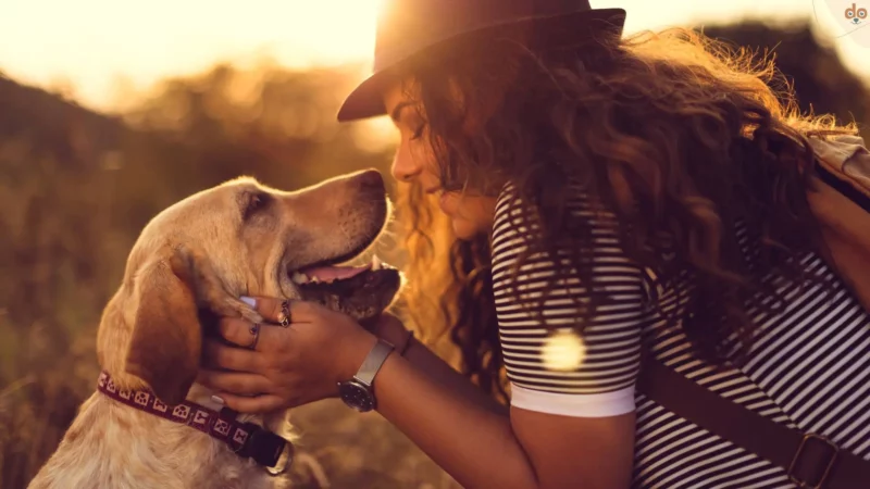 Unable vs. Unwilling – der Hund erkennt Ihre Absicht