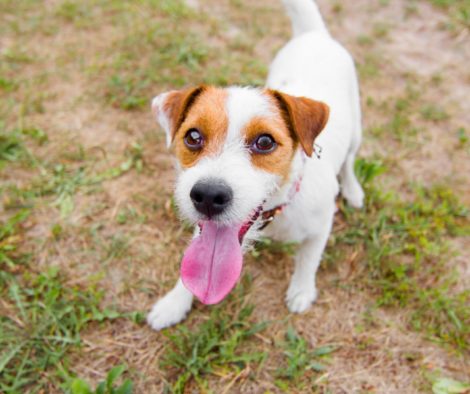 Jack Russel schaut voller Erwartung und freudig