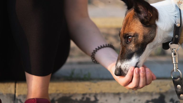 Hund frisst aus der Hand
