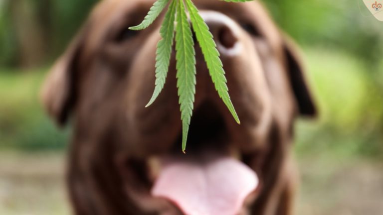 Hund hinter Canabis Blatt