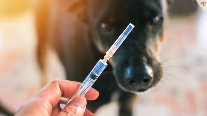 Häufigste Impfungen gegen bekannte Krankheiten bei Hunden