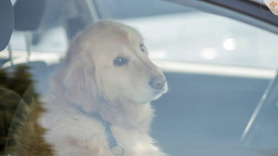 Hund in Auto mit Dog Mode eingesperrt.Scheibe zu