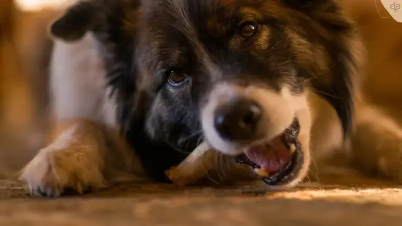 Geweihstangen für Hunde: Zahnpflege oder Gesundheitsrisiko?
