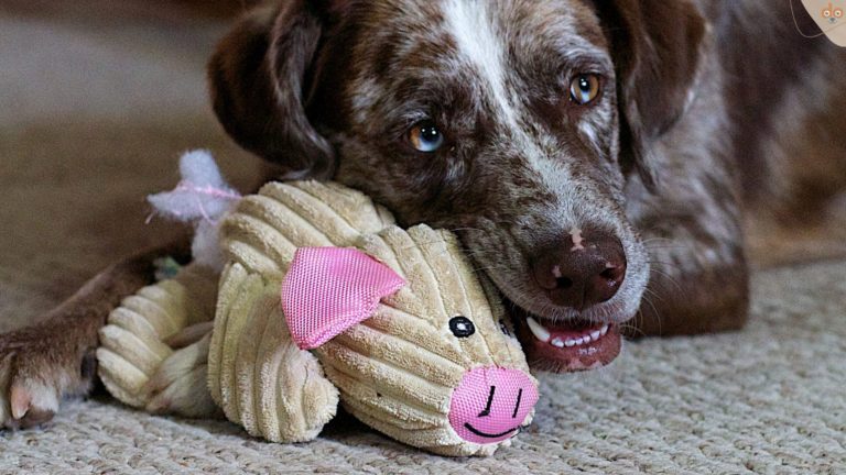 Hund kaut an Stoff Spielzeug