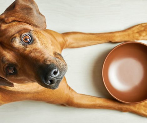 Hund liegt vor leerem Napf und hat Hunger