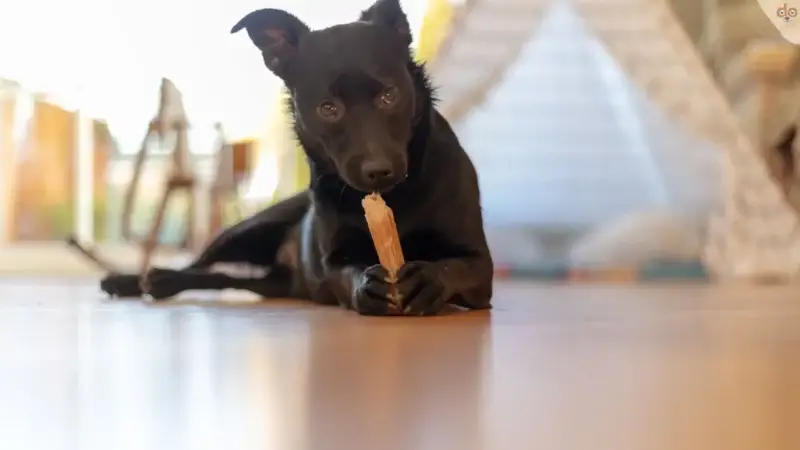 Warum ich Kauknochen so liebe (aus der Sicht eines Hundes)