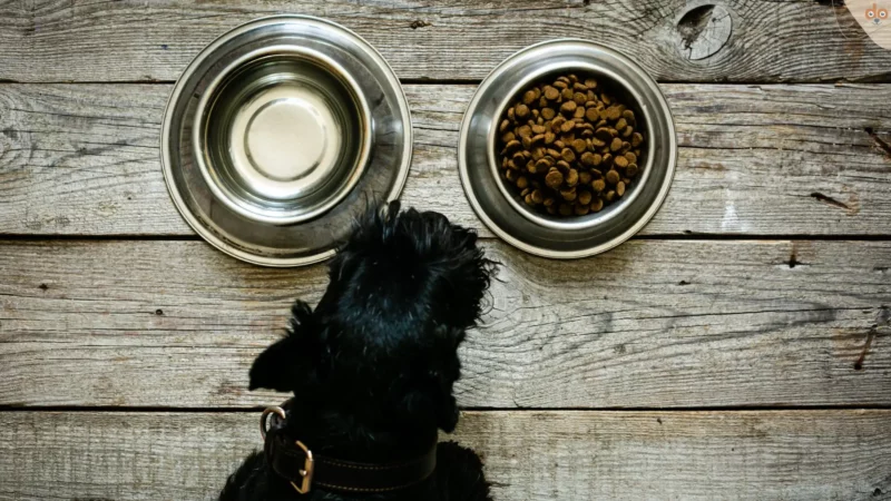 Die Ernährung des Hundes: Vorteile von Trockenfutter