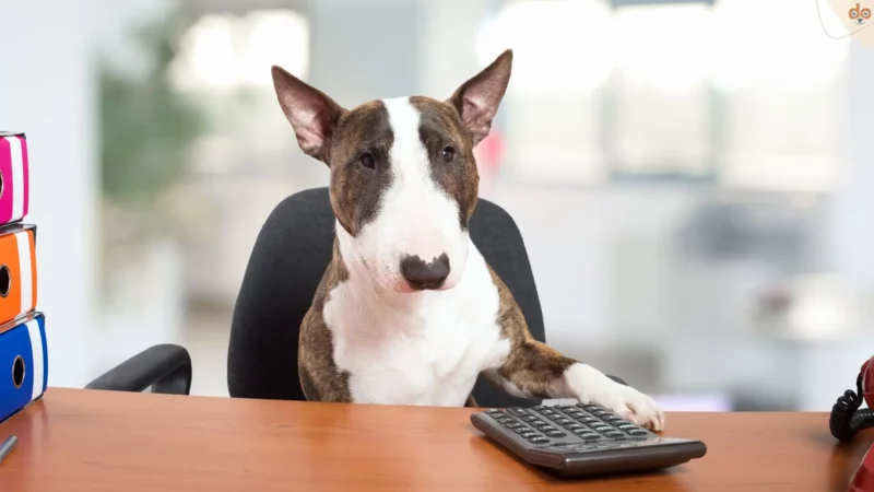 Das grosse FAQ zur Hundesteuer