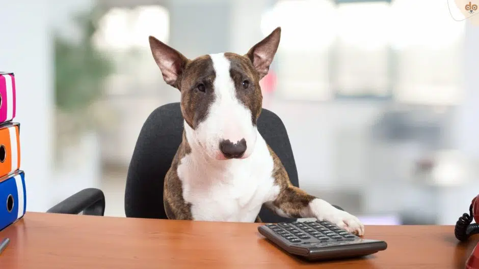 Hund hinter Schreibtisch mit Pfote bei Taschenrechner