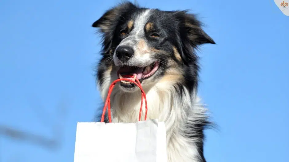 Hund mit Shoppingtasche im Mund