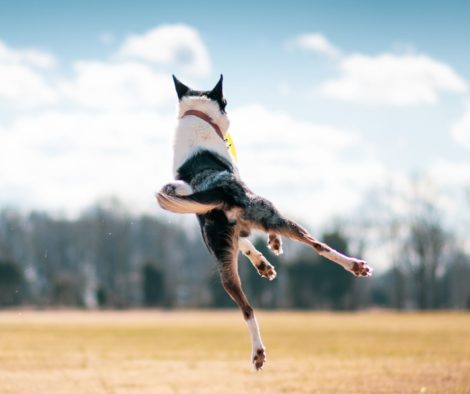 Hund springt auf Feld in die Luft