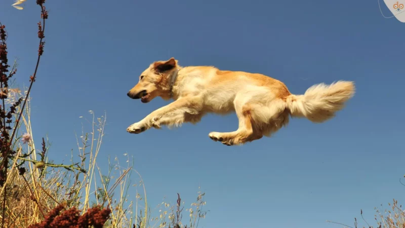 Die besten Hundesportarten für persönliche Spielzeit und zusätzliche Bewegung