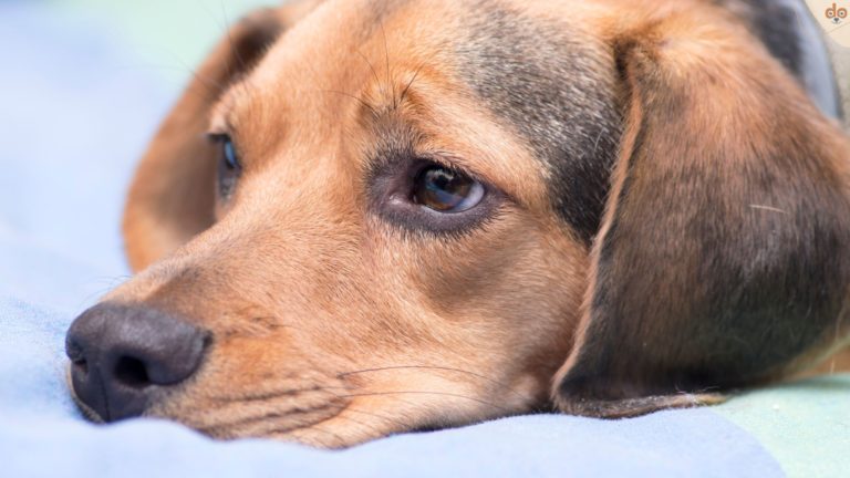Hund schaut sehr traurig, trauert