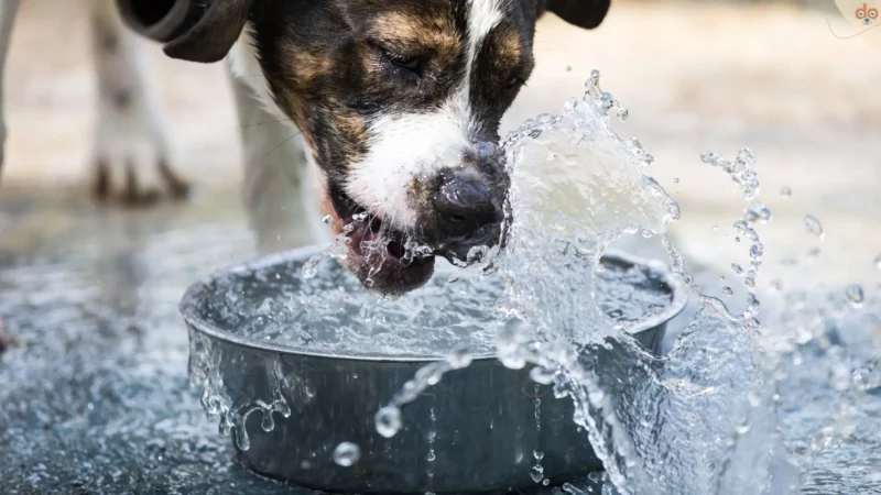 Hund trinkt viel – ab wann es ein Zeichen für Erkrankung ist