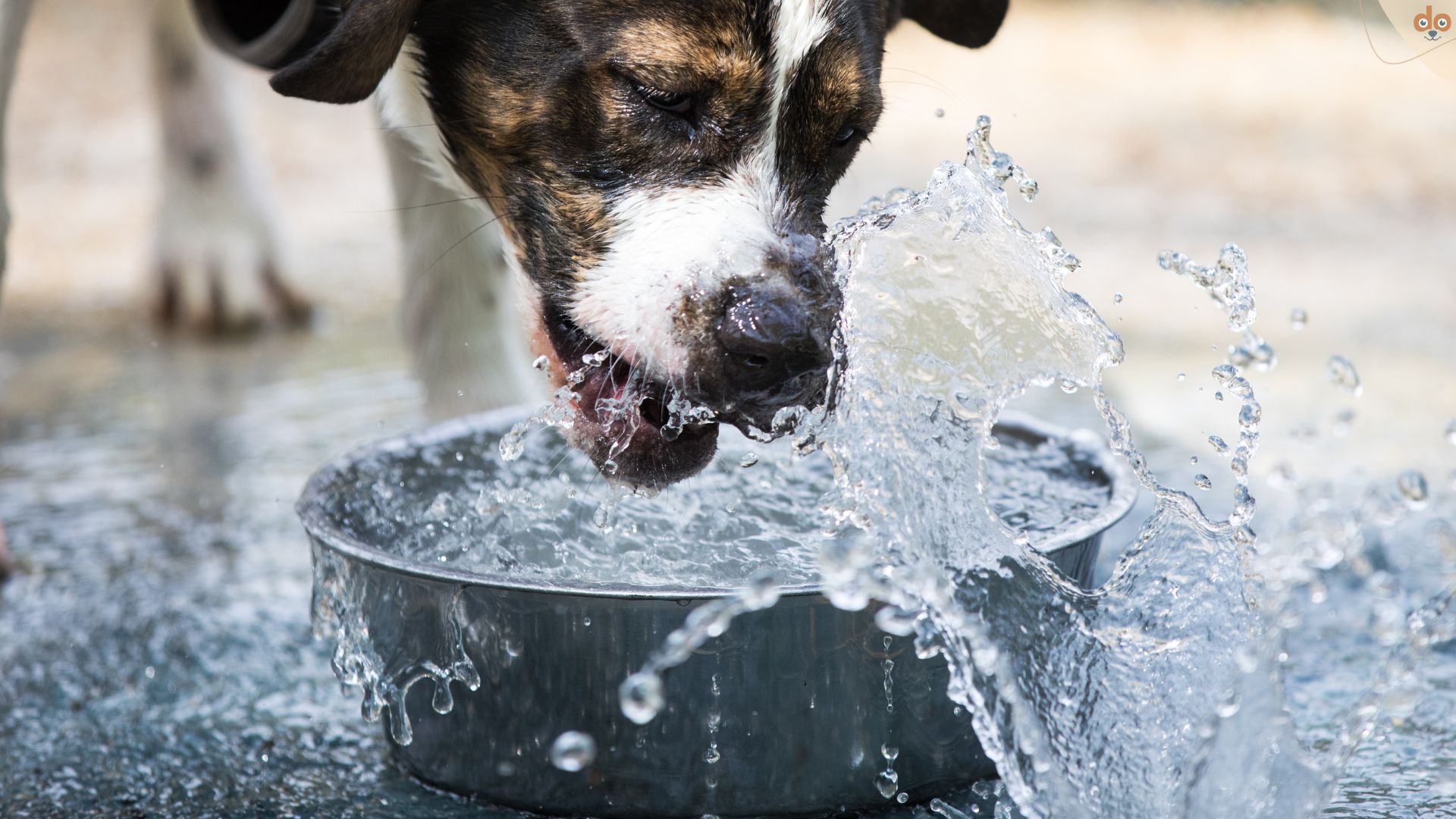 Hund trinkt viel Wasser, Durst