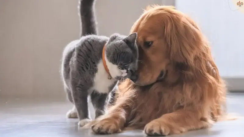 Hund an Katze gewöhnen – Tipps für die Zusammenführung