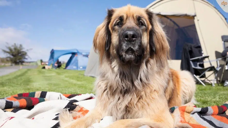Hund vor Zelt, Urlaub Camping