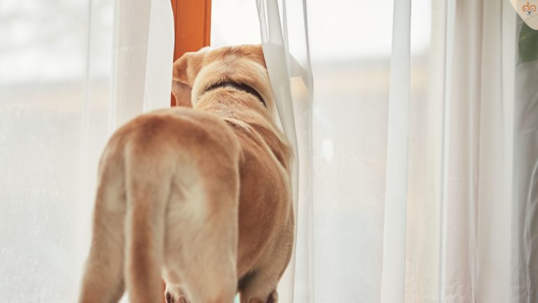 Hund wartet an Fenster und schaut raus