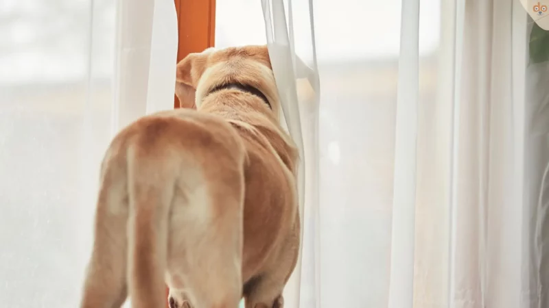 Lockdown vorbei, Alltag kehrt ein: Zuhause den Hund allein lassen