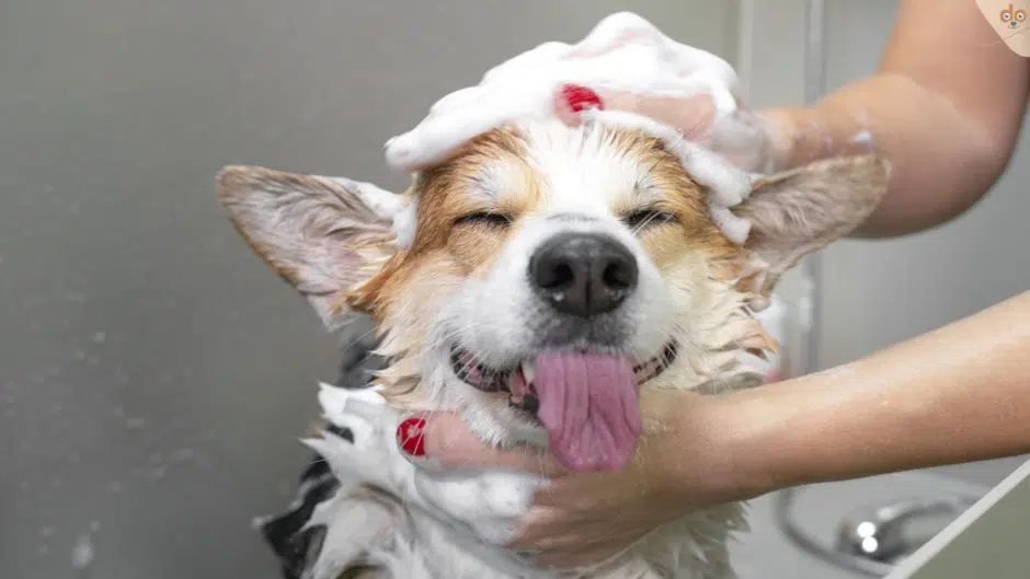 Hund wird shamponiert und schaut glücklich