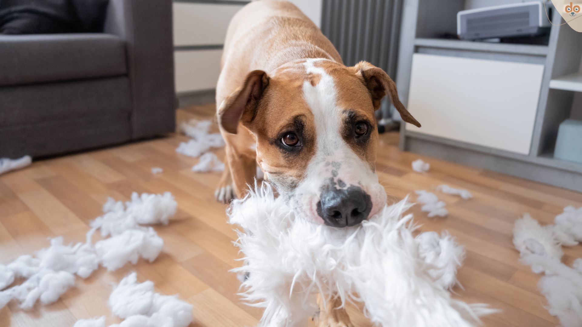 Hund zerstört Dinge im Wohnzimmer