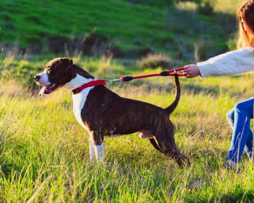 Hund zieht an der Leine