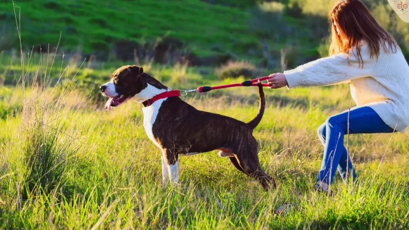 Die häufigsten Erziehungsfehler bei Hunden und ihre Folgen