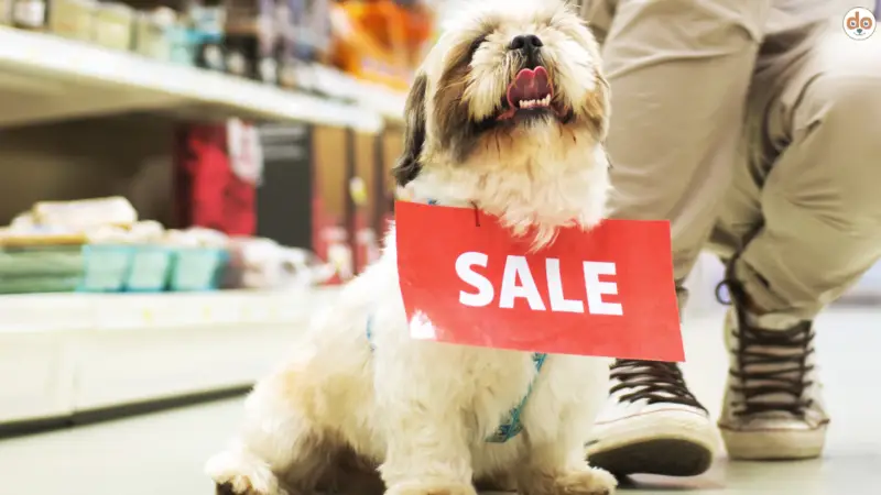 Hunde aus dem Zoofachhandel – Ein umstrittenes Thema