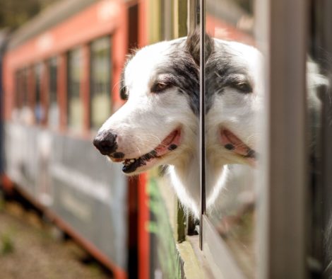 Hund im Zug reisen