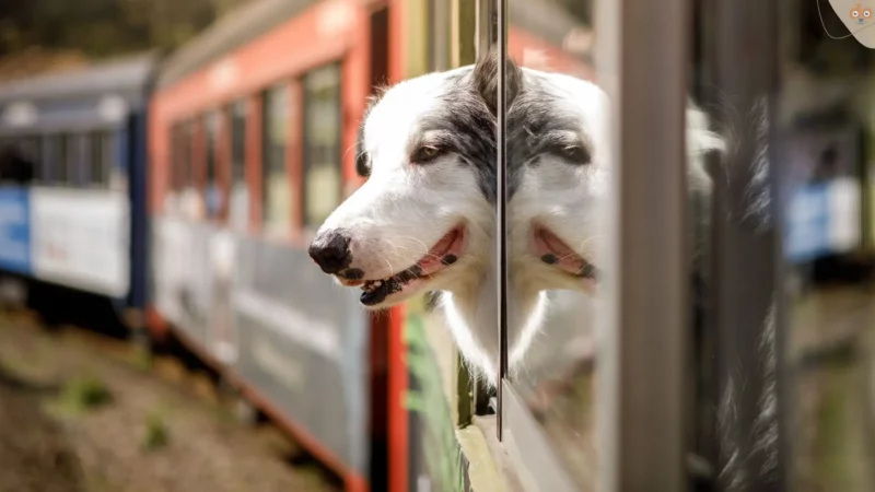 Reisen mit Hund: Die Herausforderung von Zugfahrten