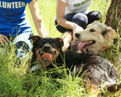 Hunde von Volunteer gerettet im Ausland