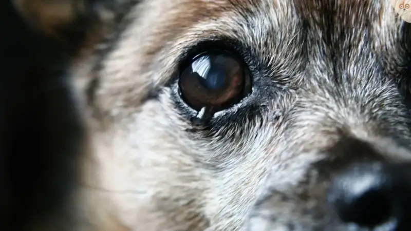 Tränende Augen beim Hund kann viele Ursachen haben