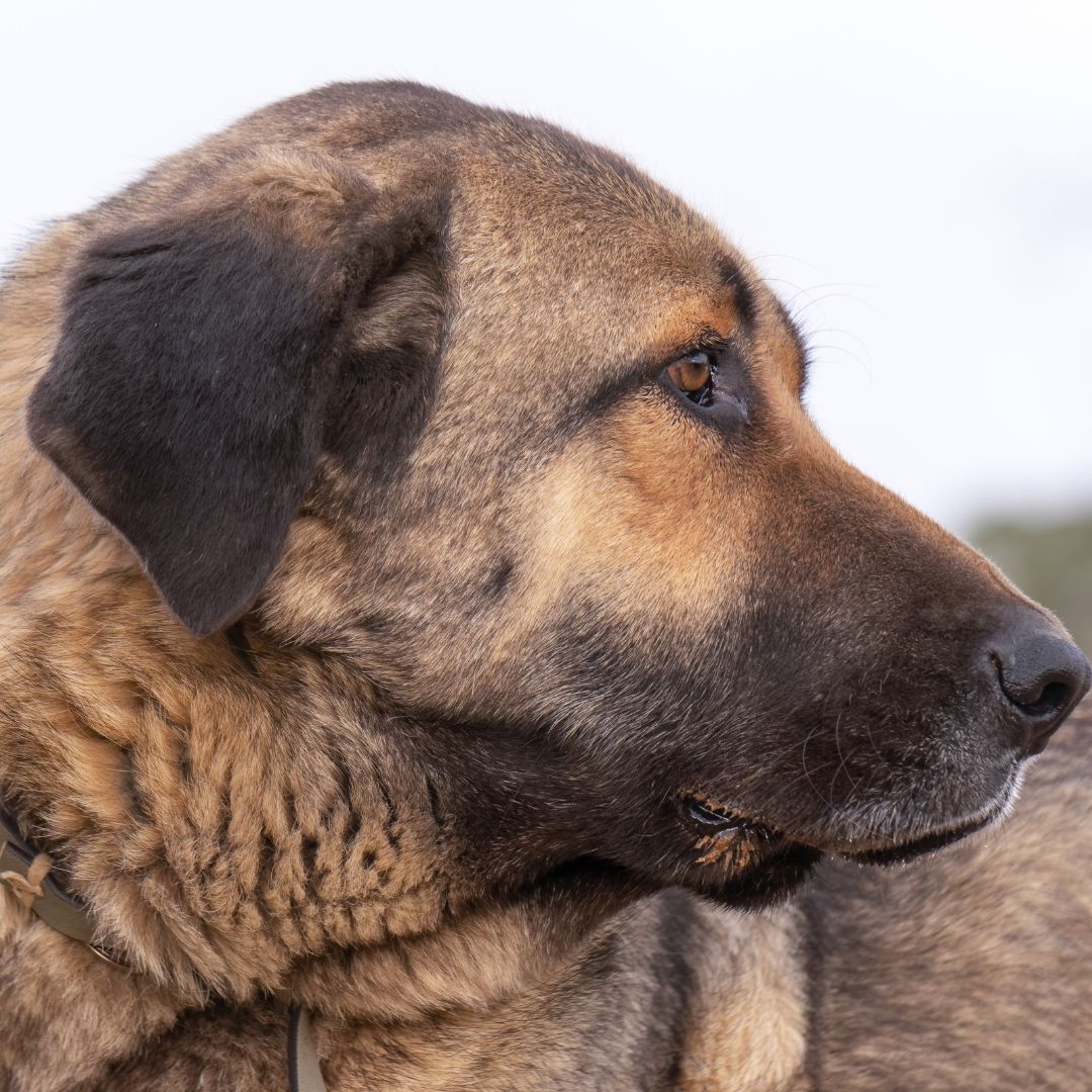 Pyrenäen-Mastiff