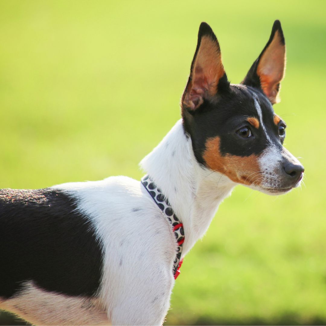 Rat Terrier