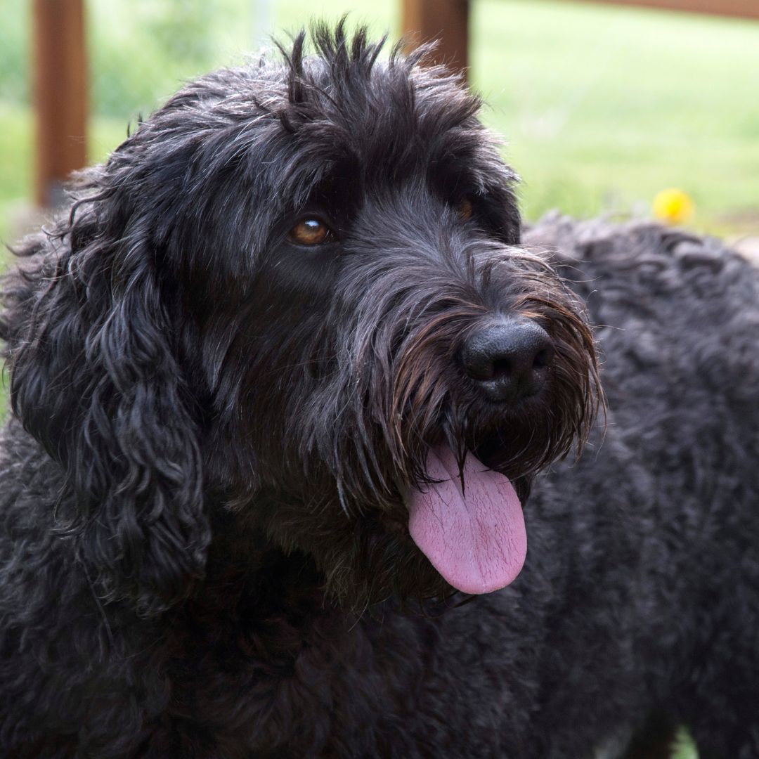 Russischer Schwarzer Terrier