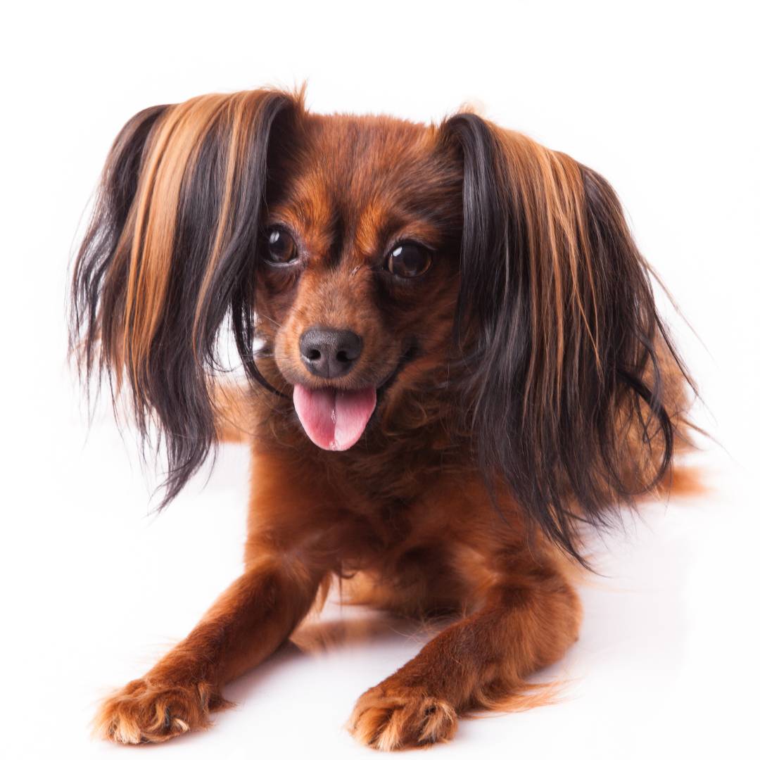 Russischer Toy Hund