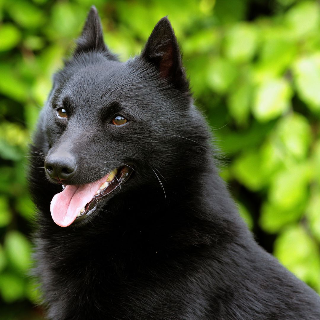 Schipperke