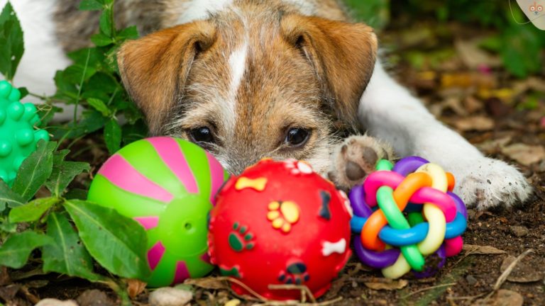 Jack Russel mit verschiedenem Spielzeug und Quitschis