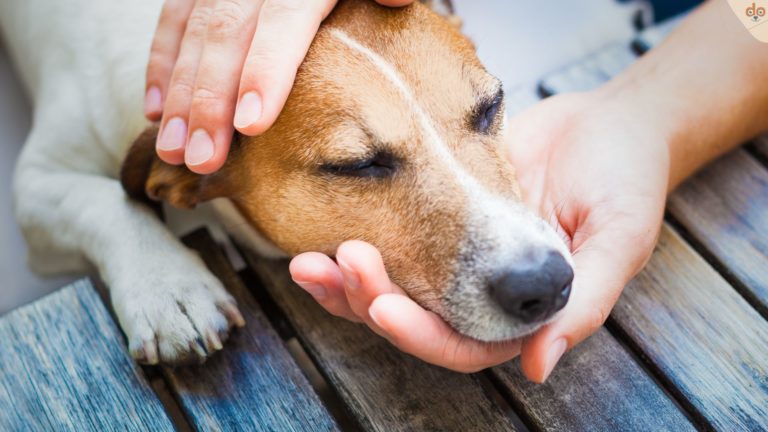 Jack Russel in liebevollen Händen, wohl krank