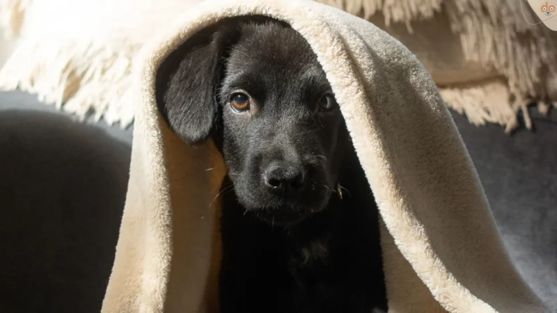Viel mehr als nur Kuschelfaktor: die Hundedecke