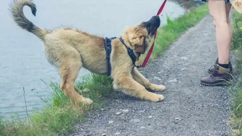 Entspanntes Zubehör statt Zugzwang: Den Hund an die Leine gewöhnen