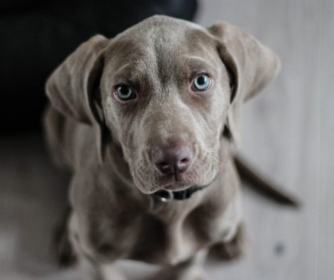 Junghund mit blauen Augen und silbernem Fell schaut in Kamera, Hunde Fakten