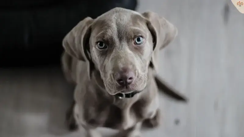 Interessante Hunde Fakten: Eine Sammlung faszinierender Hundestatistiken